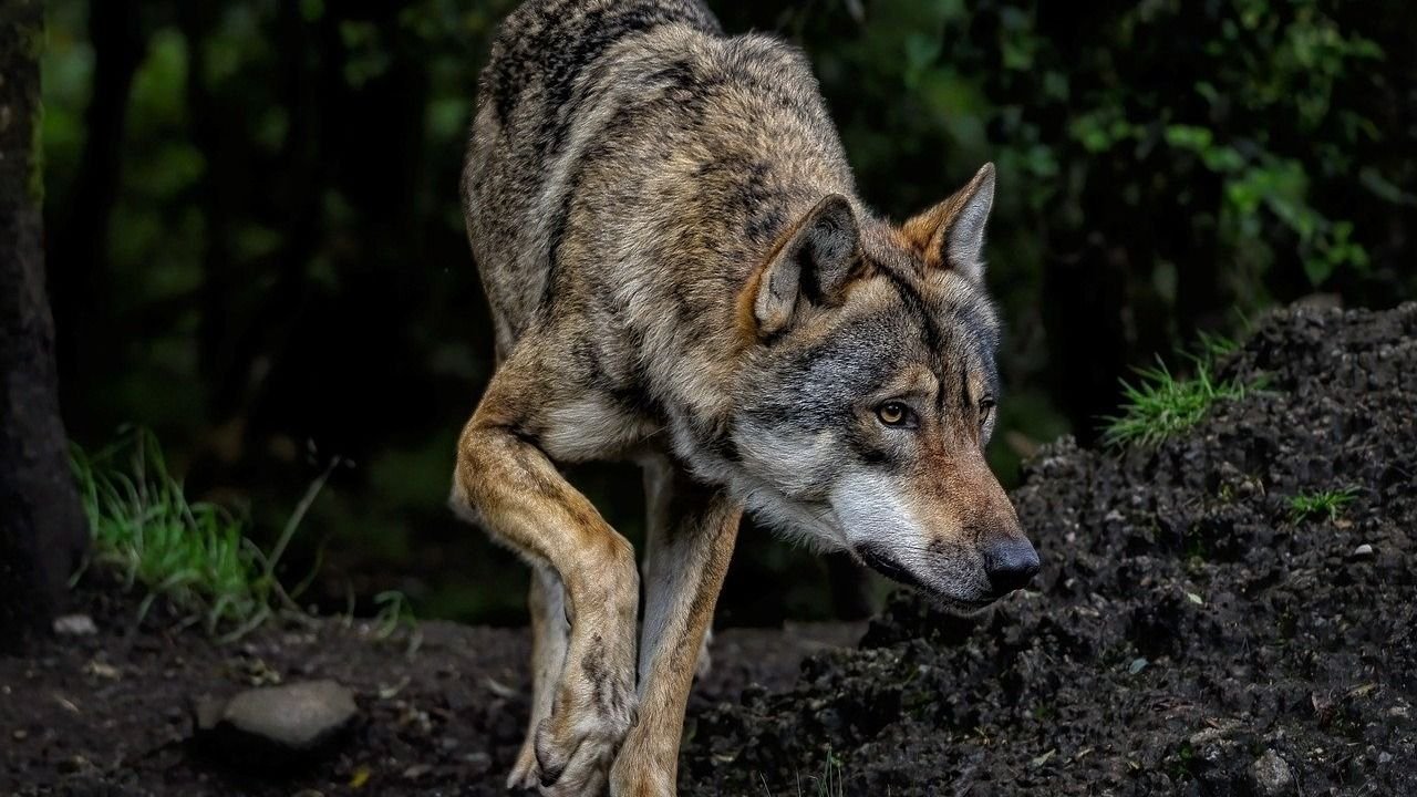 Bahraich Wolf Attack: 5 गिरफ्त में, कहां है बदले की प्लानिंग करने वाला भेड़ियों का लंगड़ा सरदार?