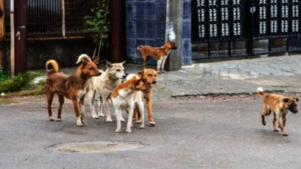 bengaluru stray dogs attack 1724838899411 16 9 GmC4QF