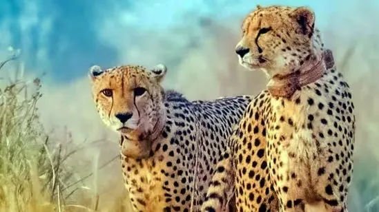 cheetah 169946333747316 9 BjBZct