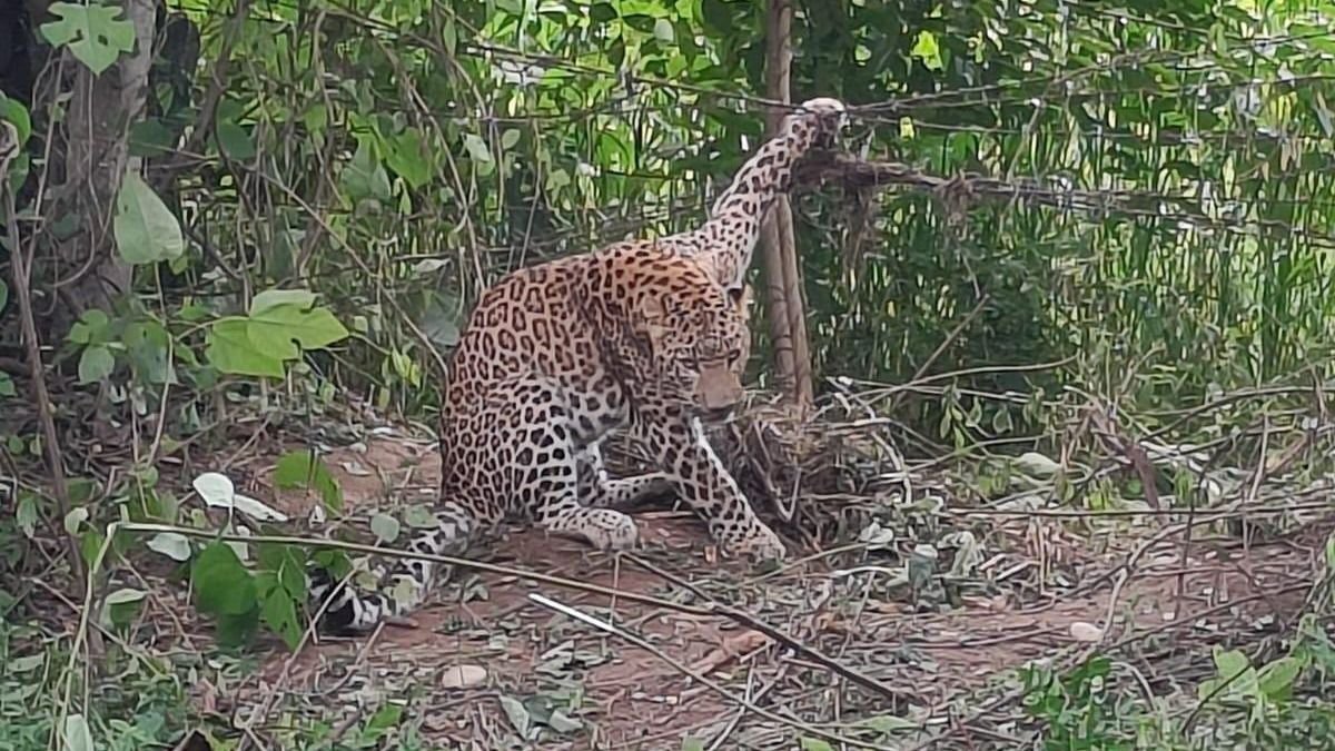 leopard trapped in wire fence in saharanpur rescued by forest department 1726642785504 16 9 3VES4r