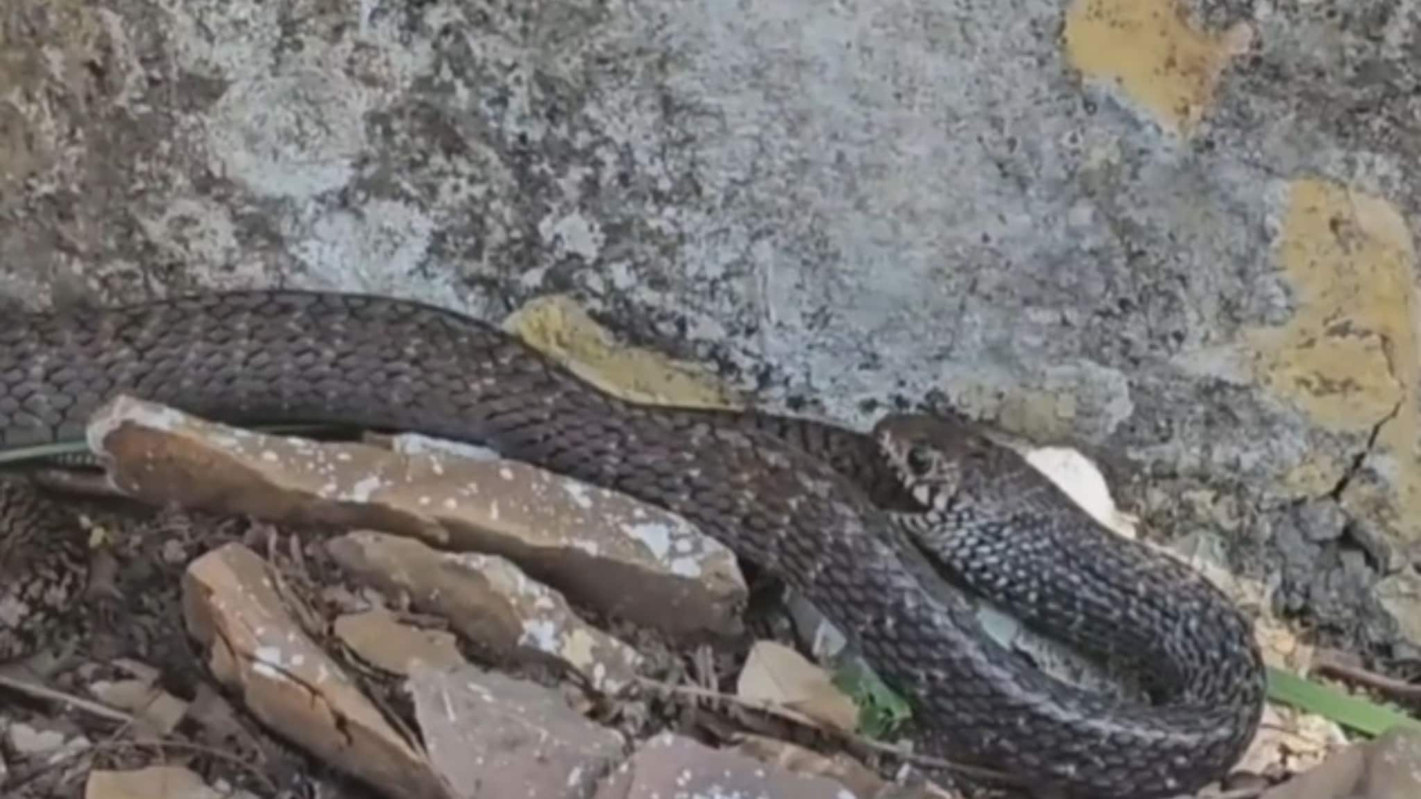 Snake Kota 7O9d2I