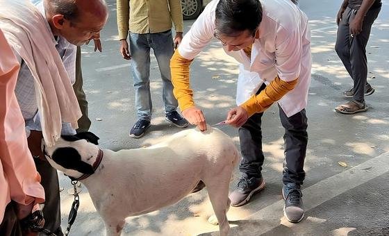 भारत: आपसी सहयोग ही है, रेबीज़ ख़त्म करने की कुंजी