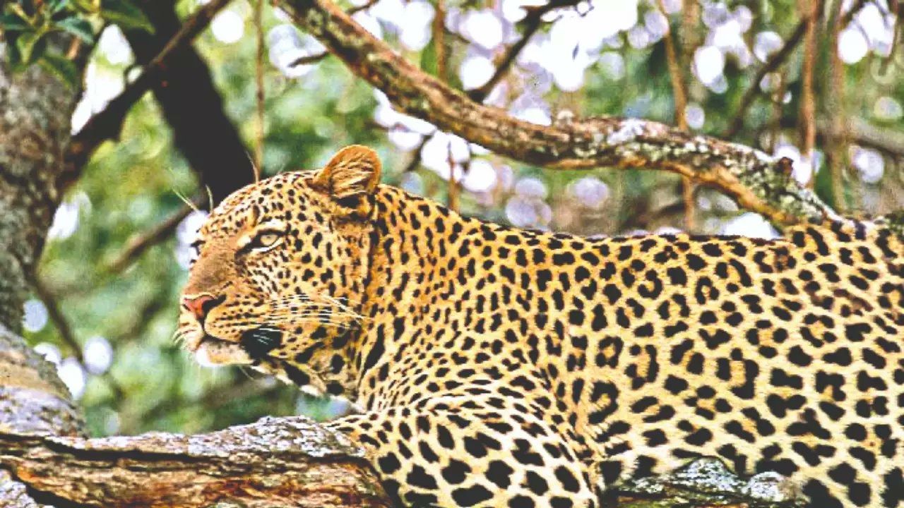 leopard enters school in bijnor 1726253921678 16 9 RyVPzS