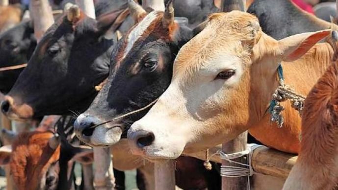 14 cattle found dead inside a house in chhattisgarh 1722624713698 16 9 yo2cW7