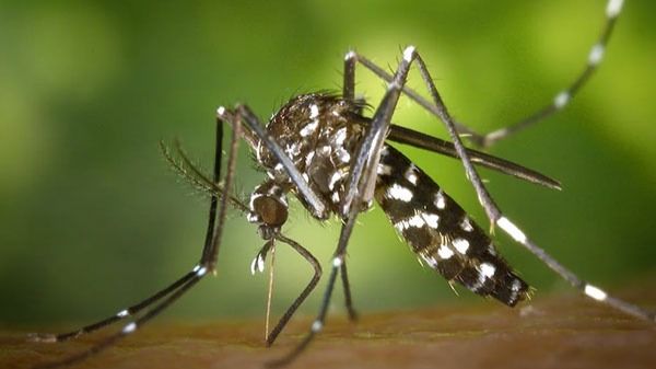 dengue mosquitoes 1721239446366 16 9 uMTSMV