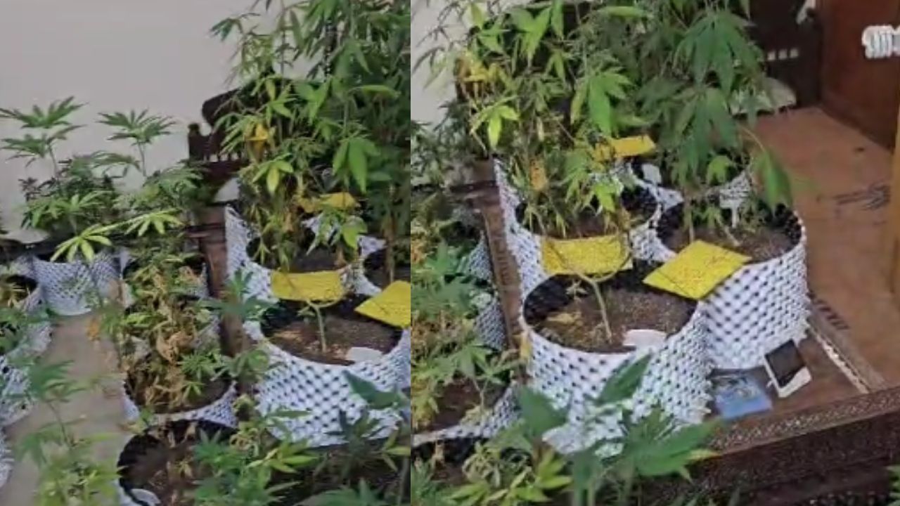 ganja cultivation in flat 1731435039882 16 9 G7gqEs