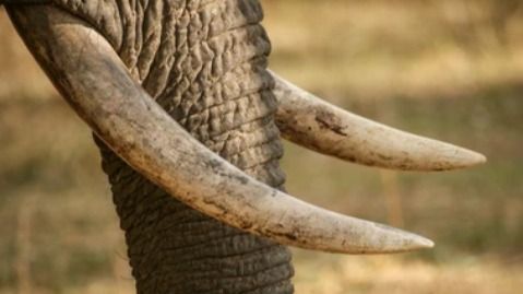 recovered elephant tusks 1721376449715 16 9 OmbcXU