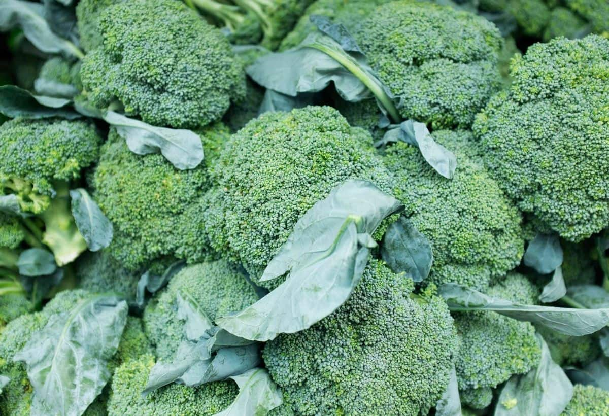 Broccoli29Dec NbFnob