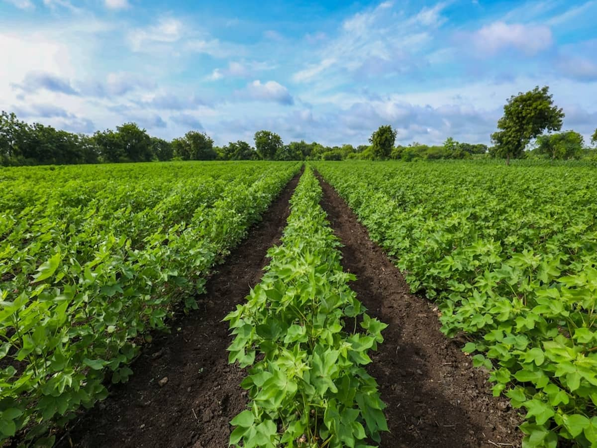 Dhanlaxmi Crop Science