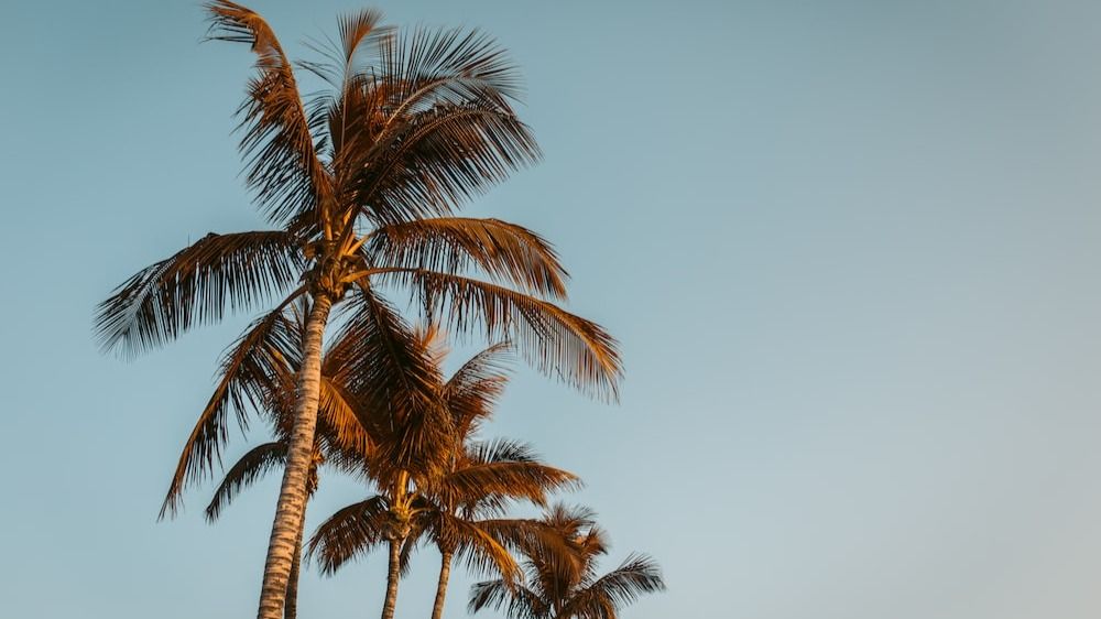 Palm tree unsplash 169718026905916 9