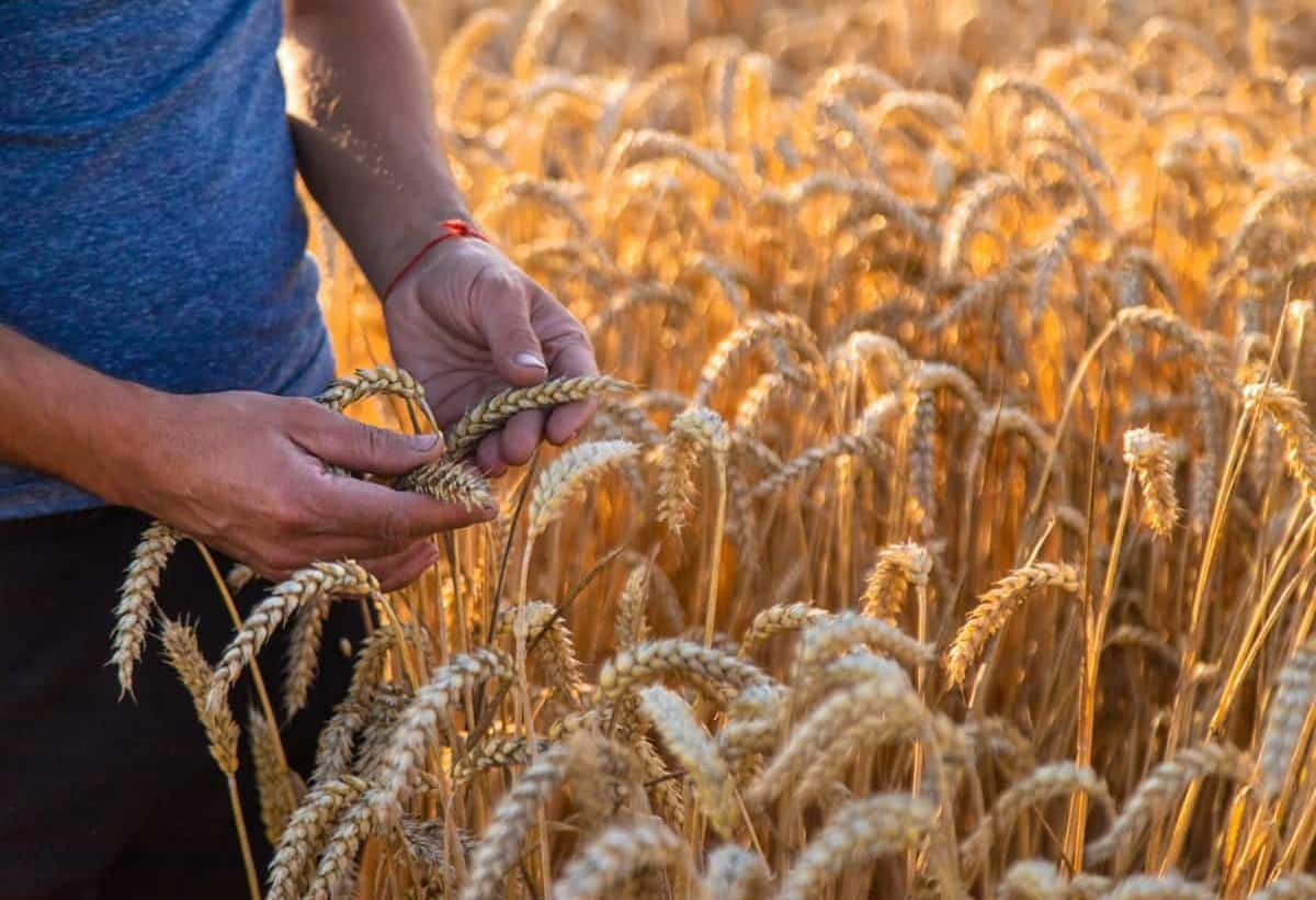 Wheat Farming 0SIXvi