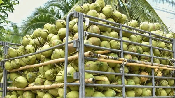 coconut that workers gathered tree 600nw 1833474688 170367773633016 9 8H18dG