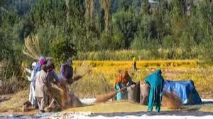 eds standalone feature sagam farmers work in a mushqbudji rice field at th 169678386034816 9 JmzkhC