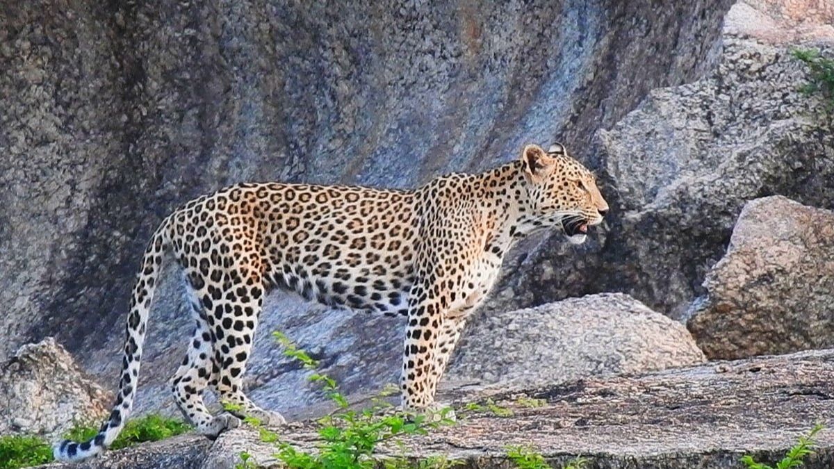 jawai leopard reserve pali rajasthan 1733666175383 16 9