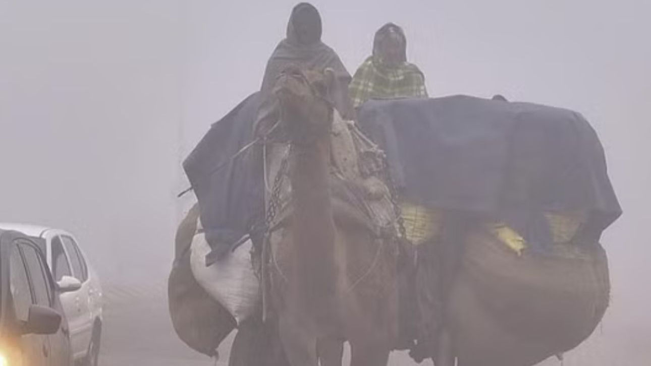 Rajasthan Weather: राजस्थान में कड़ाके की सर्दी जारी, अनेक जगह घना कोहरा छाया रहा