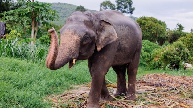 sri lanka s tax collector elephant goes viral 1733577296401 16 9 hN2mTq