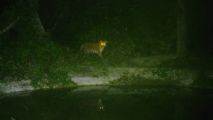 tiger spotted in sonai rupai wildlife sanctuary 1733310591719 16 9