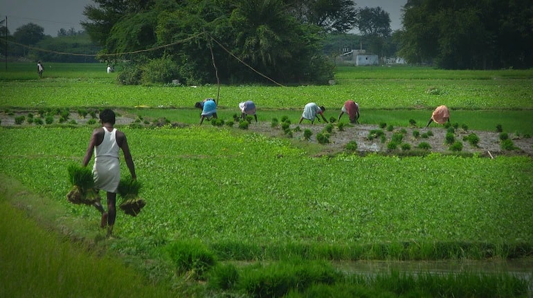 agriculture sector HefXVM