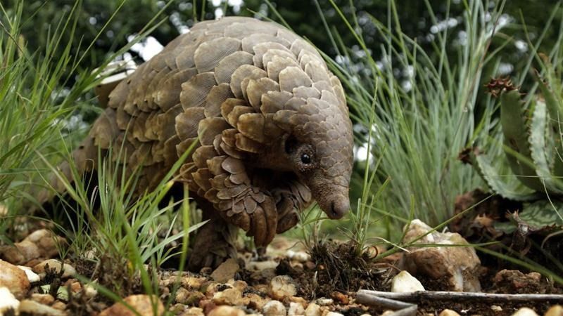 pangolin 1736511575379 16 9 n6W1Ob