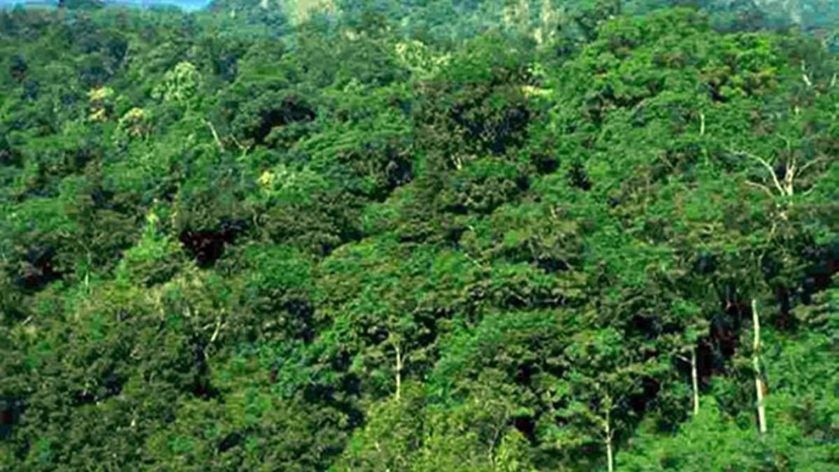 83 sq km decrease in assam s forest cover between 2021 2023 isfr 1734856485310 16 9 62NDSj