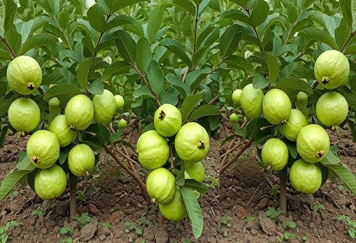 GuavaTree