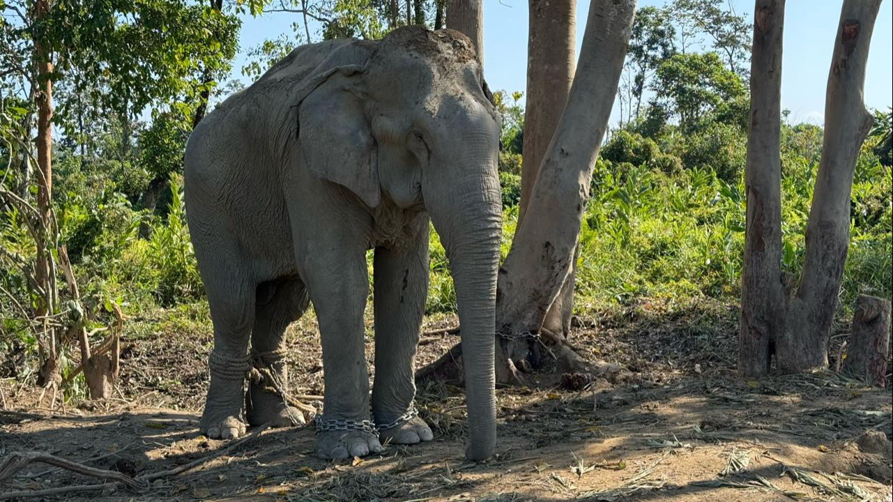 vantara to offer chain free haven for 20 elephants rescued from exploitative logging industry 1737436033924 16 9 p34Dge