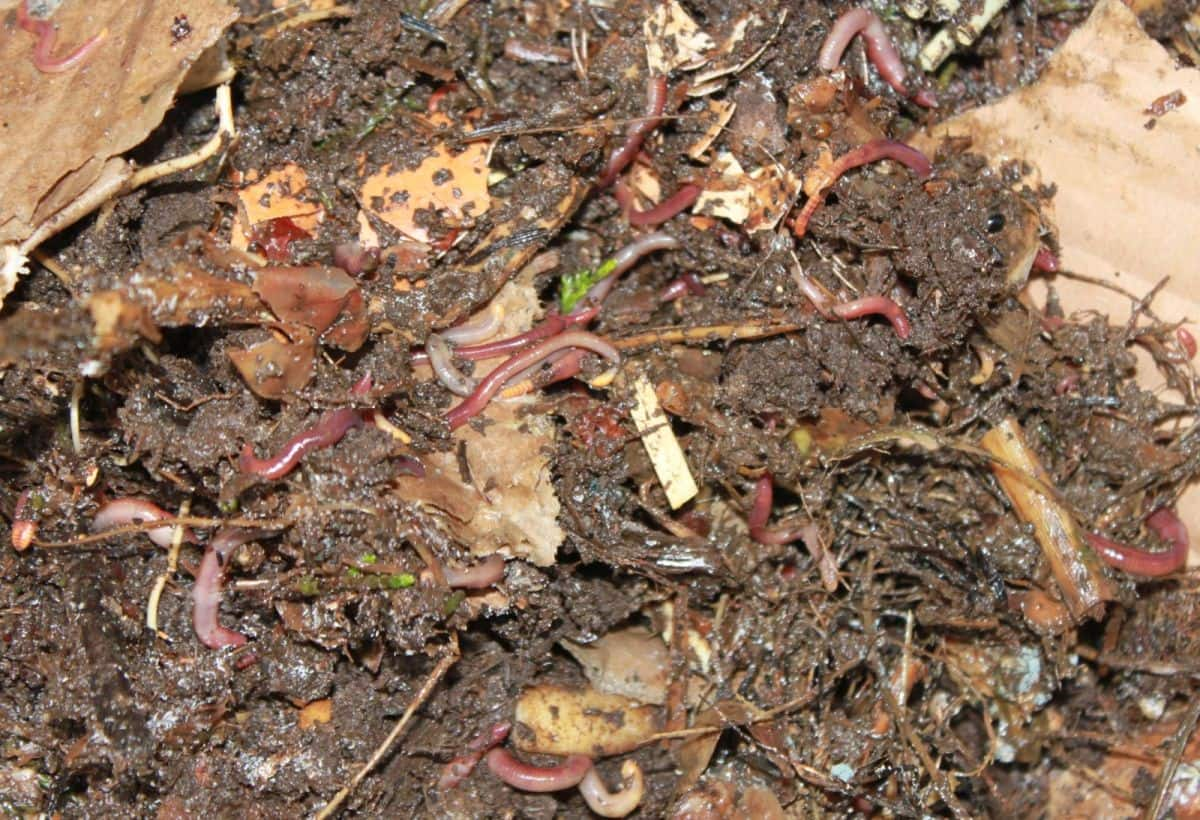 vermicompost Mk5iJH