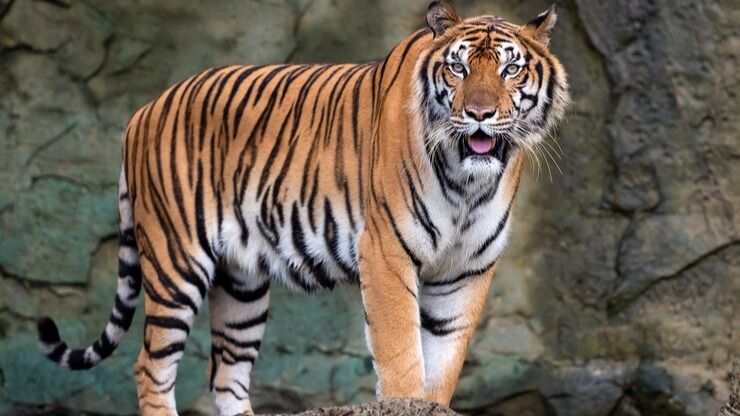 zoo sells tiger urine for arthritis cure 1738054211775 16 9 4qB4WK