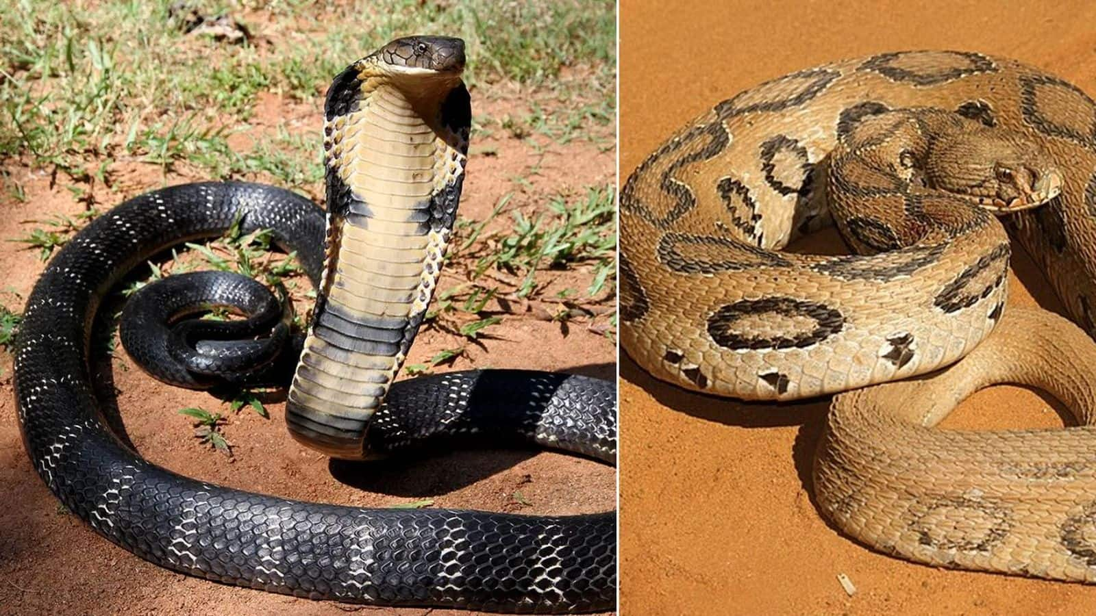 King Cobra VS Russell's Viper: किंग कोबरा और रसेल में कौन है ज्यादा जहरीला? किसका वार है घातक, जानें डिटेल