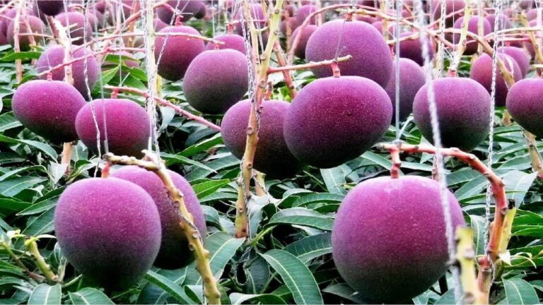 World's Most Expensive Mango: 3 लाख रुपये किलो बिकता है ये आम, कर्नाटक के किसान ने कर दिया कमाल