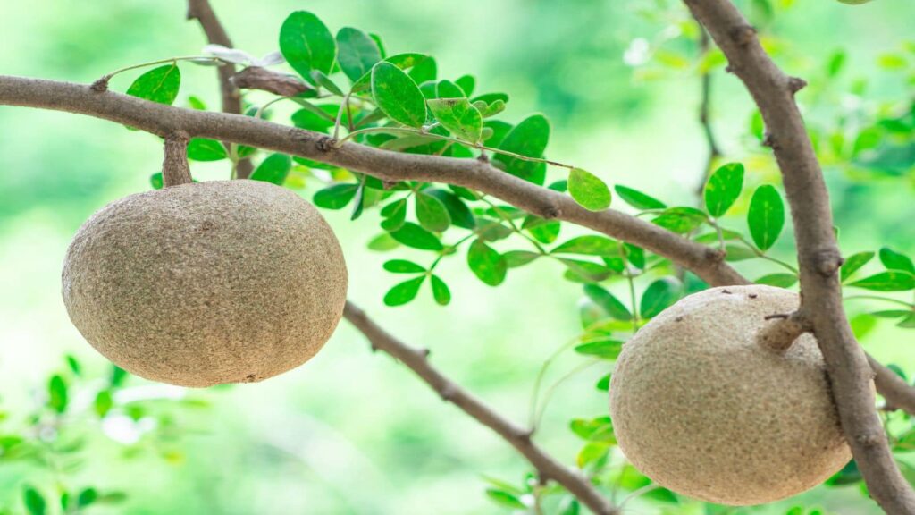 Diabetes: 10 रुपये का कैथा डायबिटीज की कर देगा छुट्टी, हाई कोलेस्ट्रॉल और बवासीर का जड़ से होगा नाश