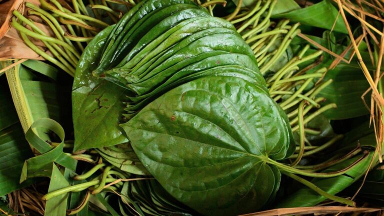 Betel Leaf: सुबह-सुबह खाली पेट चबाएं पान का पत्ता, जानें इसके 5 हैरान कर देने वाले फायदे!