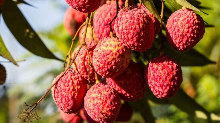 Litchi Benefits: लीची है गर्मियों में सेहत के लिए फायदेमंद, जानें इसके 5 जबरदस्त लाभ