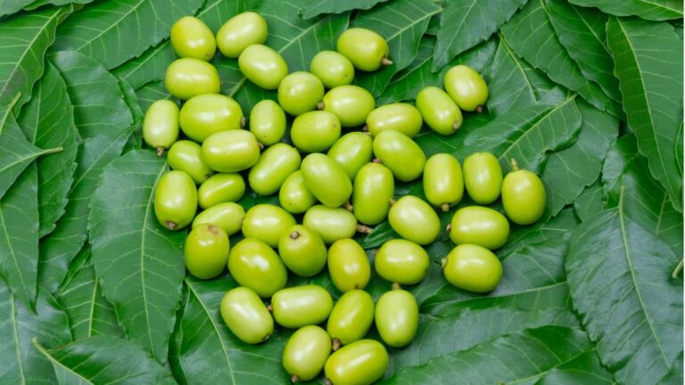 डायबिटीज से लेकर स्किन तक, नीम की निंबोली के 5 जबरदस्त फायदे